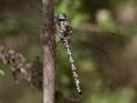 Austroaeschna multipunctata (Multi-spotted Darner)-4.jpg